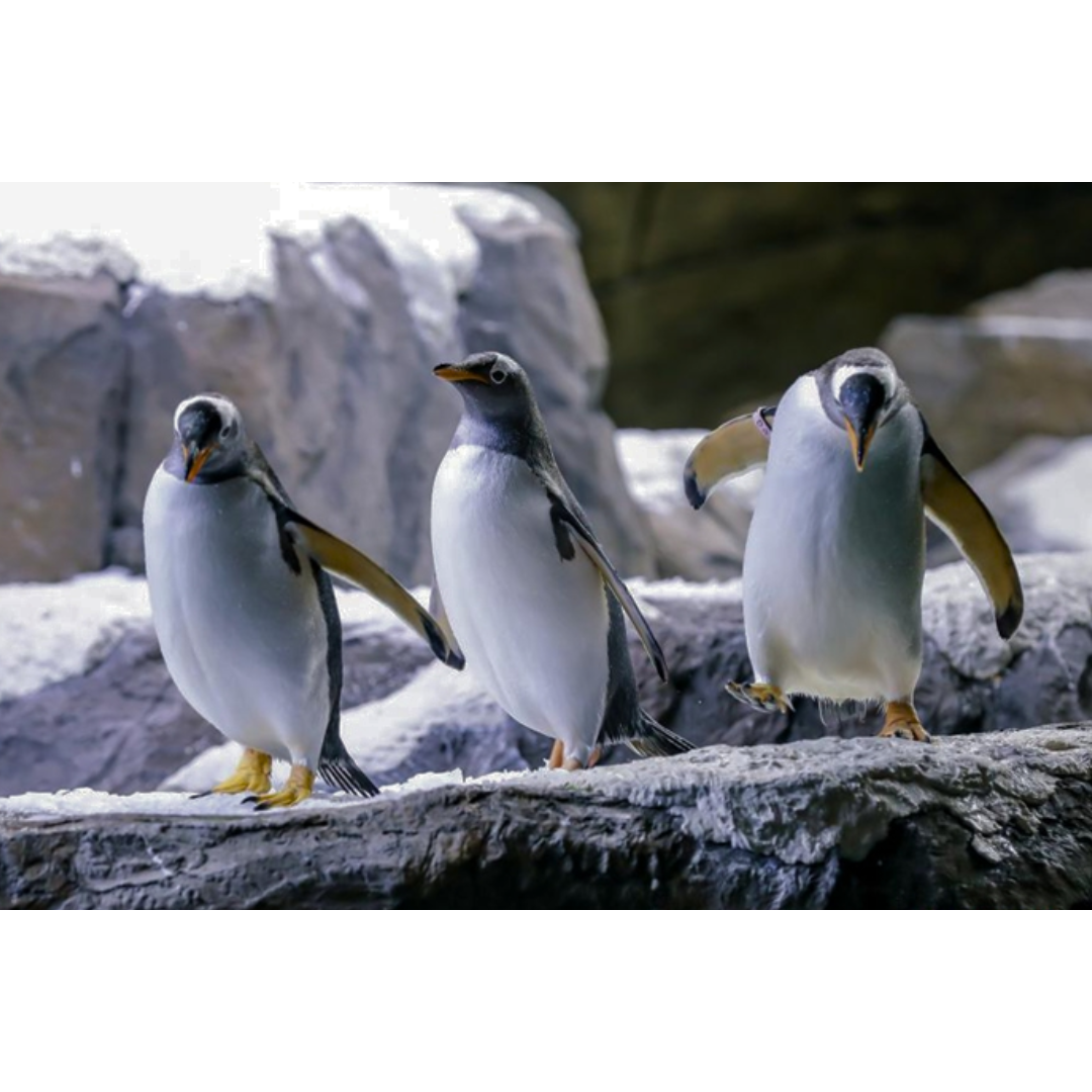 World Penguin Day-Inspired holidays